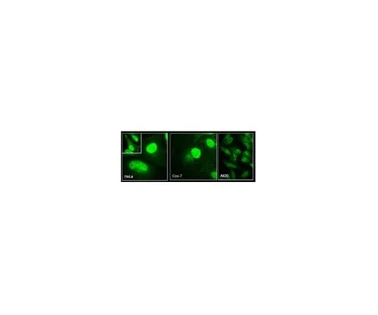 62-8473-07 Anti-Girdin Antibody, Cat. No. ABT168 ABT168