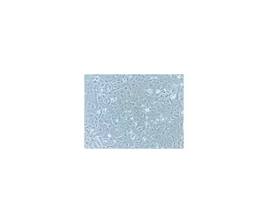 62-8534-37 Fetal Bovine Serum, HL-1 Cell Screened, 500 mL TMS-016-B