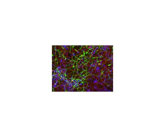 62-8532-31 Human ES/iPS Neuronal Differentiation Medium SCM111