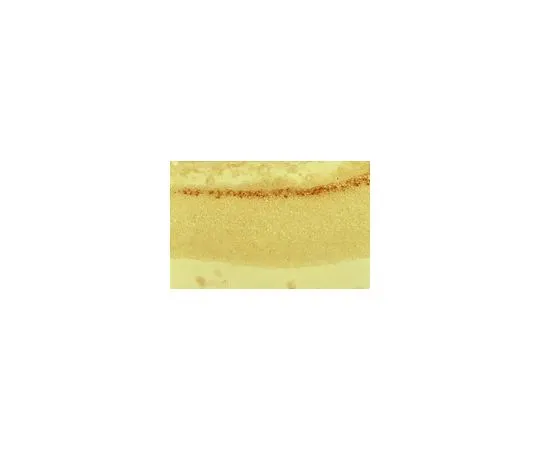 62-8497-68 Anti-Reelin, a.a. 164-496 mreelin, clone G10; 100 μg MAB5364