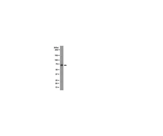 62-8500-16 Anti-LIMK1, clone 40/00-1B11-1-1; 100 μg MAB10750