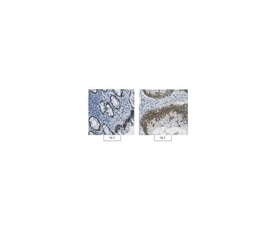 62-8507-96 Anti-Homeobox protein CDX-2 Antibody, clone 7D9.1 MABE988