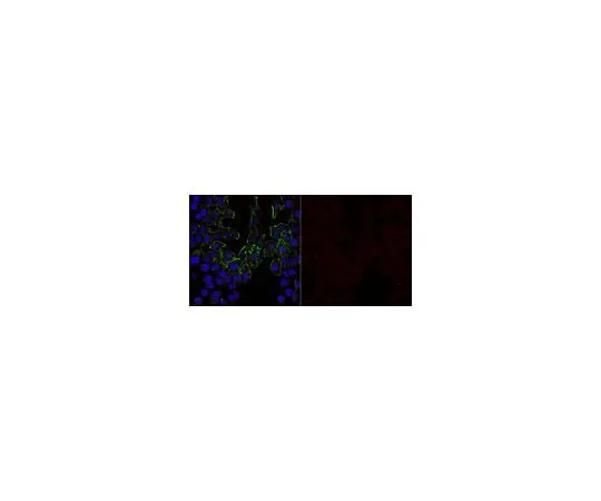 62-8469-28 Anti-VEGF Antibody, Alexa Fluor(R) 647 Conjugate ABS82-AF647