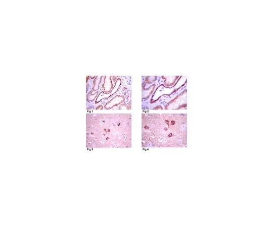 62-8493-61 Anti-Syntaxin-3, clone 1-146; 100 μg MAB2258