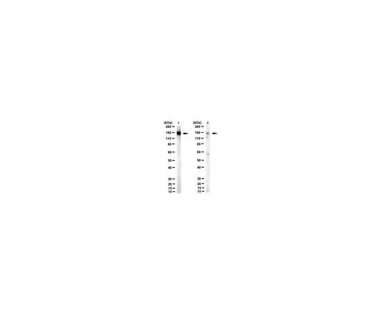 62-8508-33 Anti-acetyl SMC3 Antibody (Lys105/106), clone 21A7 MABE1073