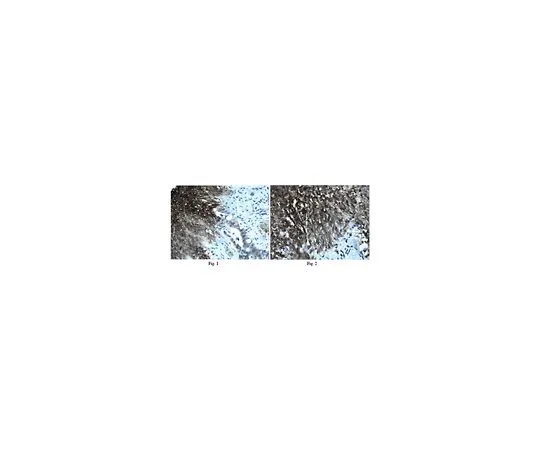 62-8525-24 Anti-Laminin subunit alpha-4, clone 3H2; 100 μL MABT38
