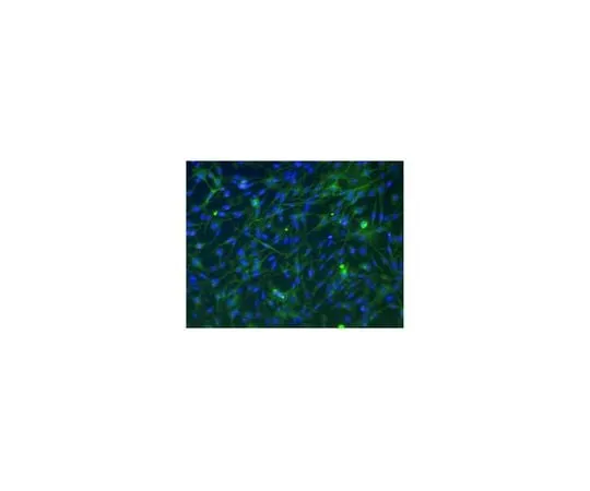 62-8468-78 Anti-SLC4A11 Antibody ABN1718