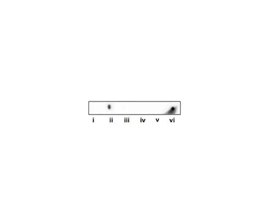 62-8471-99 Anti-Phosphohistidine (pHis) ABS1670