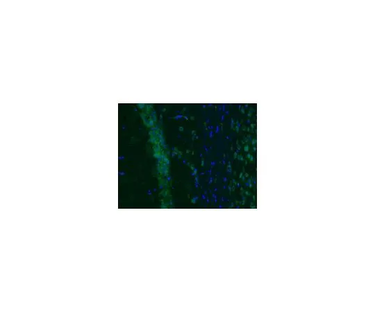 62-8498-13 Anti-Vesicular Glutamate Transporter 2, Alexa Fluor(R) 488 Conj.; 100 μL MAB5504A4