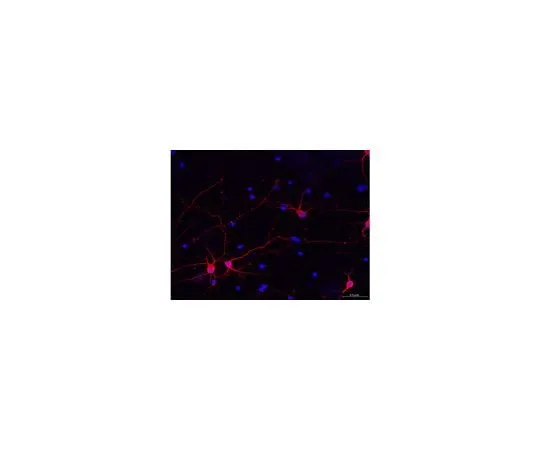 62-8493-70 Milli-Mark(TM) Pan Neuronal Marker; 100 μL MAB2300