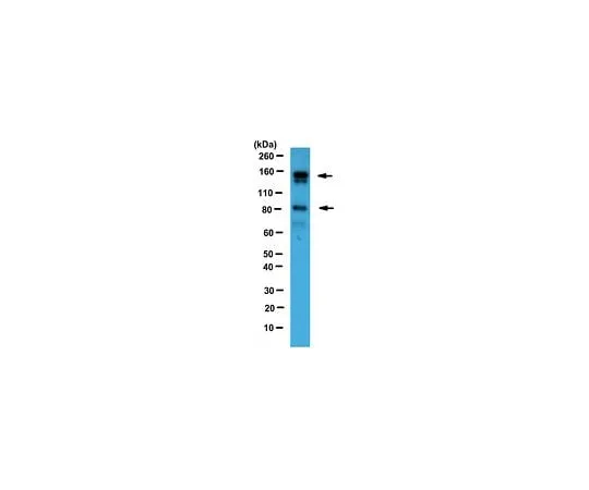 62-8471-33 Anti-Angiomotin ABS1024