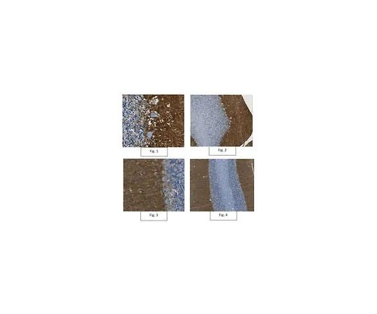 62-8519-69 Anti-GLAST Antibody, clone 8C11.1 MABN794
