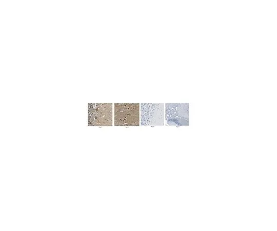 62-8522-14 Anti-STK39, clone 5H7.1 MABS178
