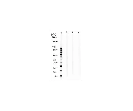 62-8522-62 Anti-Linear Ubiquitin, clone LUB9 MABS451