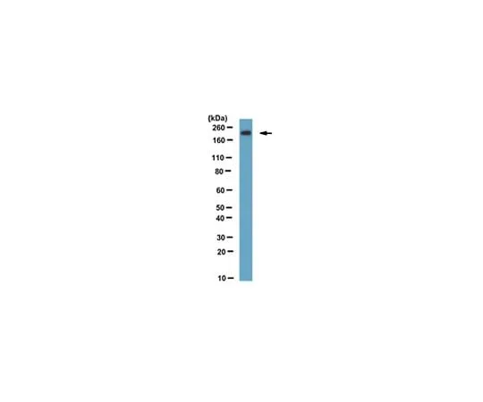 62-8522-37 Anti-LRP6 Antibody, clone 1C10, Cat. No. MABS341 MABS341