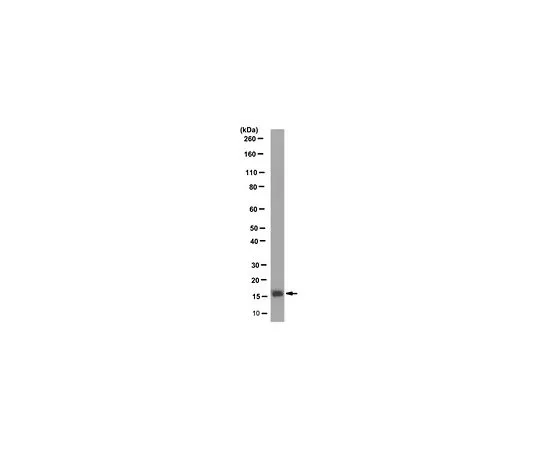 62-8507-43 Anti-LSm1, clone 5F3 MABE893