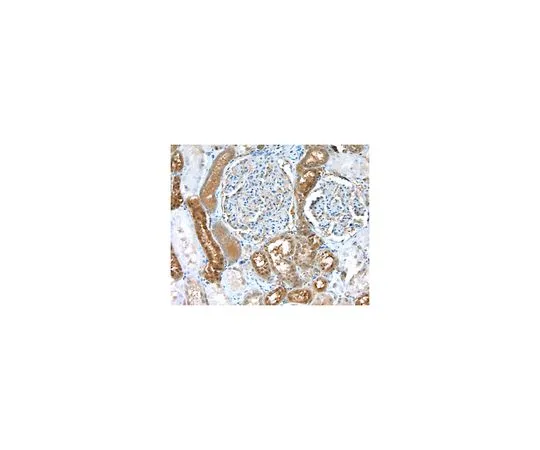 62-8520-85 Anti-CASK Antibody, clone 2G5.1 MABN1547