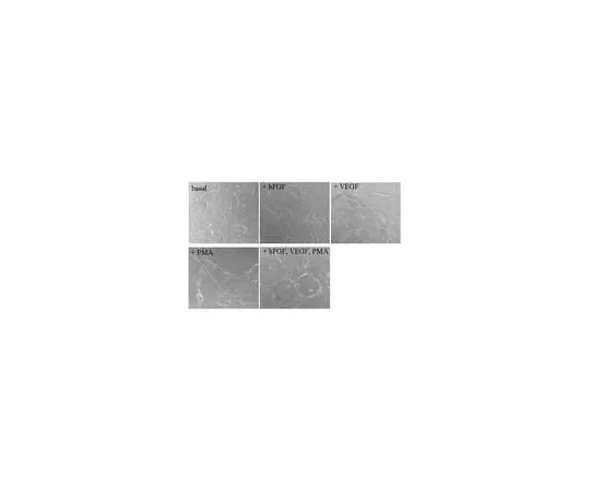 62-8482-12 Fibrin In Vitro Angiogenesis Assay; 1 kit ECM630