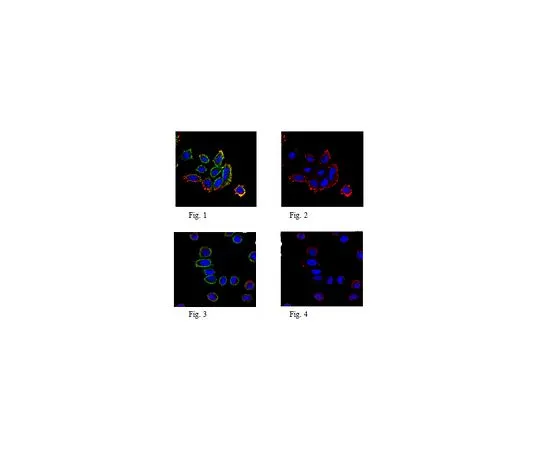 62-8506-01 Anti-Puromycin, clone 4G11 MABE342