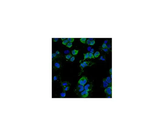 62-8497-76 Anti-NG2, clone 132.39, Alexa FluorR488 Conjugate; 100 μL MAB5384A4
