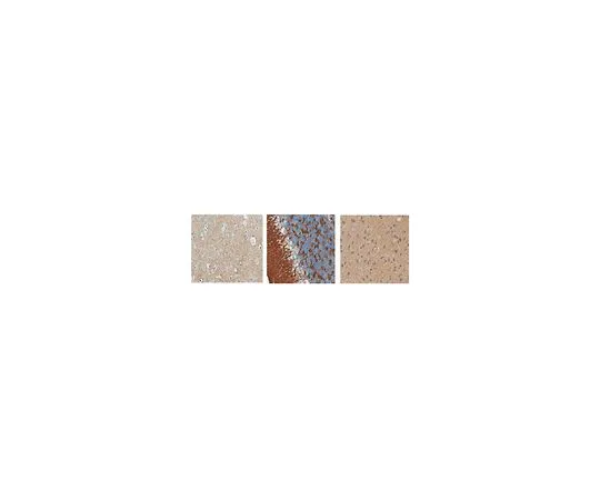 62-8520-89 Anti-Synapsin-2 Antibody, clone 19.4 MABN1573
