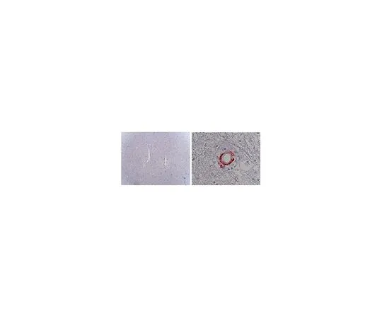 62-8513-06 Anti-Notch 3 Antibody, ECD, clone 2G8 MABF937