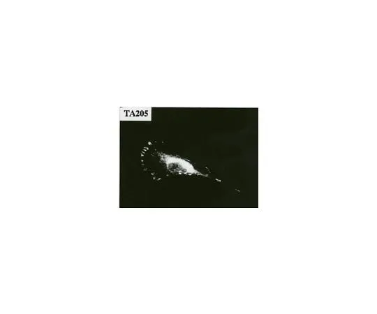 62-8491-70 Anti-Talin, N-terminus, a.a. 139-433, clone TA205; 100 μg MAB1676
