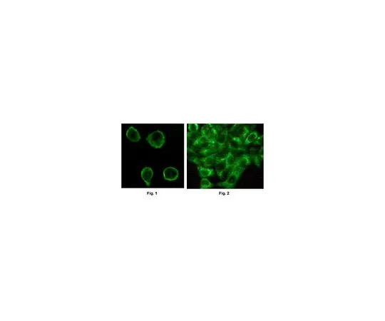 62-8520-68 Anti-MAPK10, clone 10E4A4 Antibody MABN1176