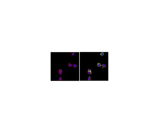62-8497-40 Anti-Neural Cell Adhesion Molecule L1, clone 324; 100 μg MAB5272