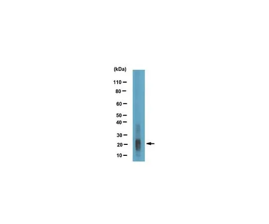 62-8473-30 Anti-Amelogenin, X isoform/AMELX ABT260