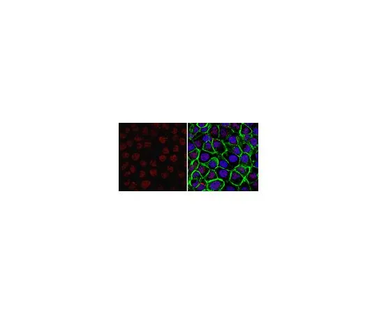 62-8508-36 Anti-TAF10/TAFII30 Antibody, clone 6TA-2B11 MABE1079