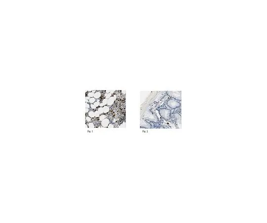 62-8518-01 Anti-Lipocalin-2, clone PA348-26.3.5 MABN481