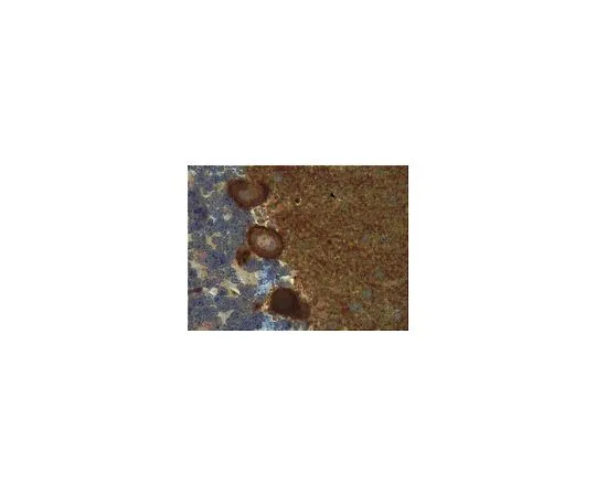 62-8516-58 Anti-Slo1, clone L6/60; 100 μg MABN70