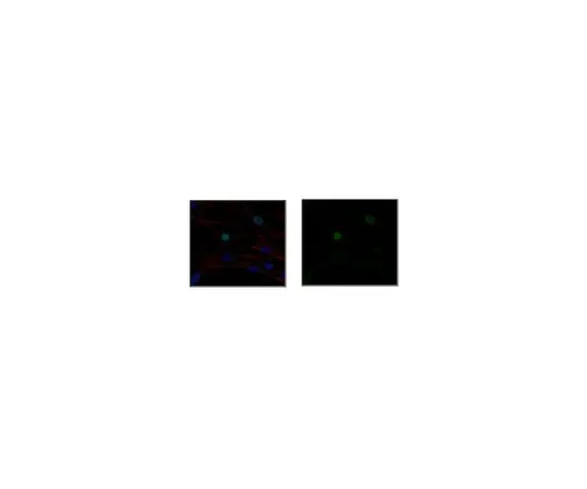 62-8507-90 Anti-E3 ubiquitin-protein ligase UHRF1, clone BF18.11 MABE977