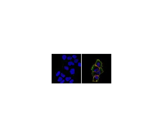 62-8523-75 Anti-phospho-EGFR (Tyr1173) Antibody, clone 3E7.2 MABS829