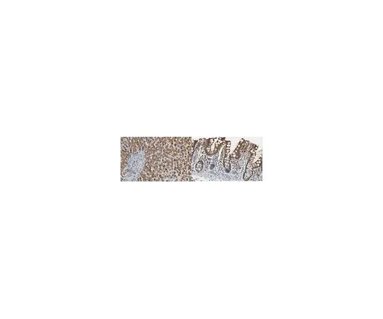 62-8504-02 Anti-NRF2 Antibody, clone 6H11.1 MABC1556