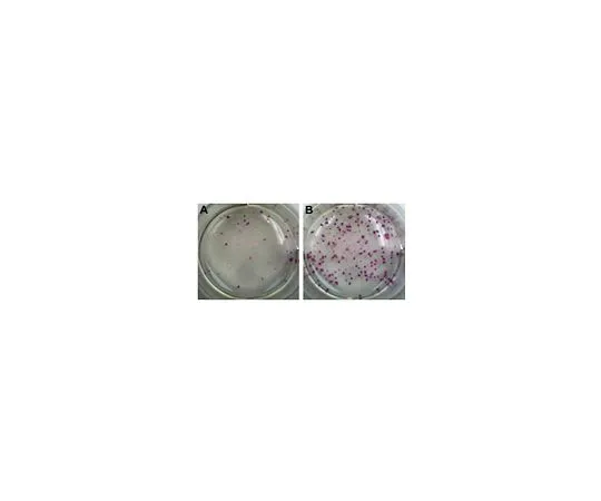62-8532-21 Mo*** iPS Cell Boost Supplement; 1 kit SCM087