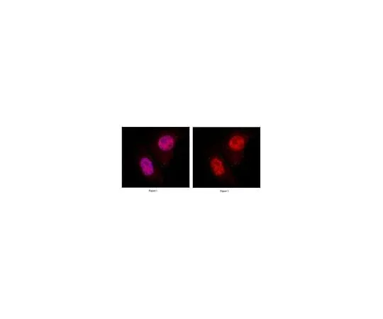 62-8469-76 Anti-MIXL1 ABS232