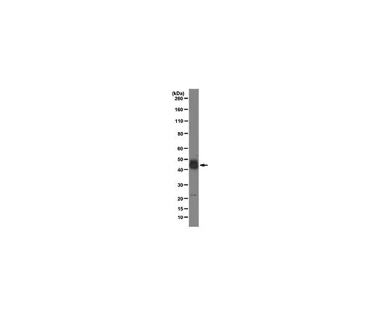62-8505-25 Anti-SRp55, clone 9-1-56; 100 μg MABE152