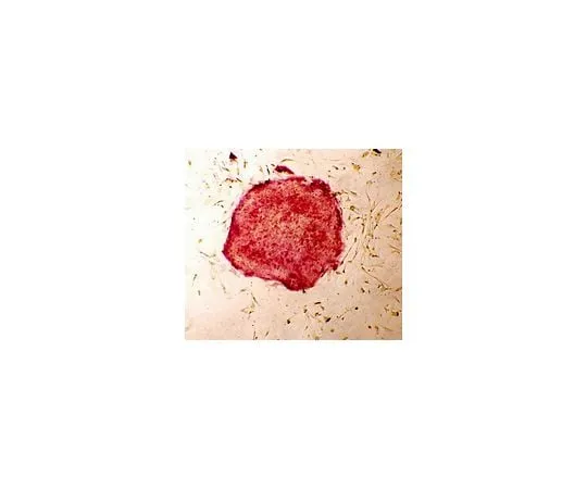 62-8532-77 Fluorescent Human ES/iPS Cell Characterization Kit SCR078