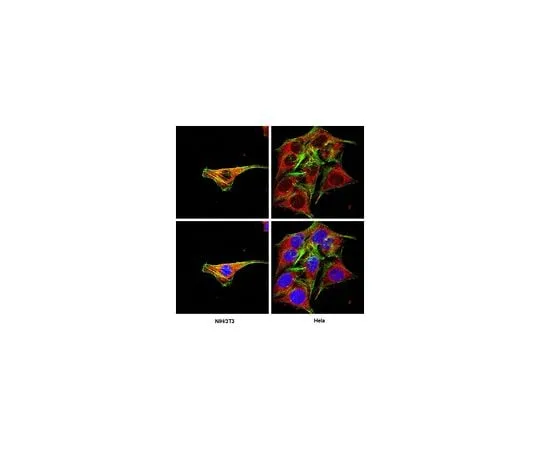 62-8494-36 Anti-Cre Recombinase, clone 2D8; 100 μL MAB3120