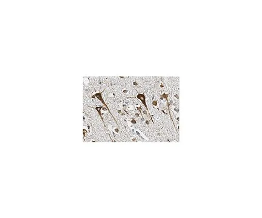 62-8517-18 Anti-Beta-mannosidase MABN279