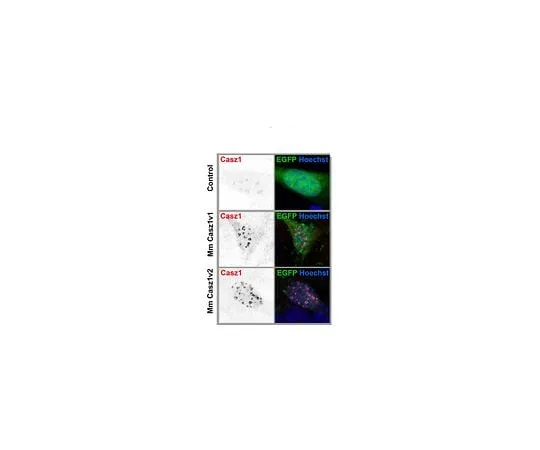 62-8468-82 Anti-CASZ1 Antibody ABN1727