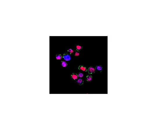 62-8503-83 Anti-MNDA Antibody, clone 3C1 MABC1170