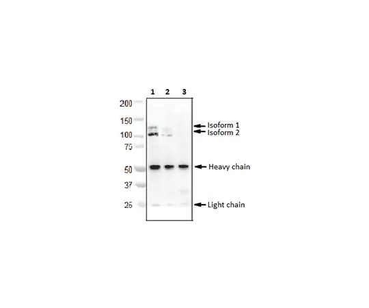 62-8506-07 Anti-BICC1/Protein Bicaudal C Homolog 1 Antibody, clone 2D9.1 MABE344