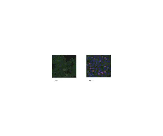 62-8517-14 Anti-SR-25, clone 1F6.1 MABN266