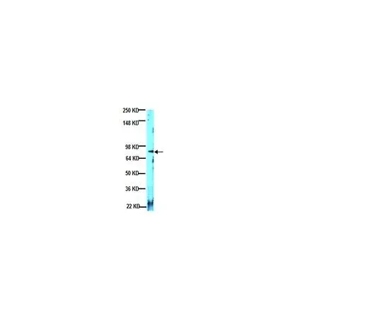 62-8492-20 Anti-Laminin α2, clone 5H2; 100 μL MAB1922