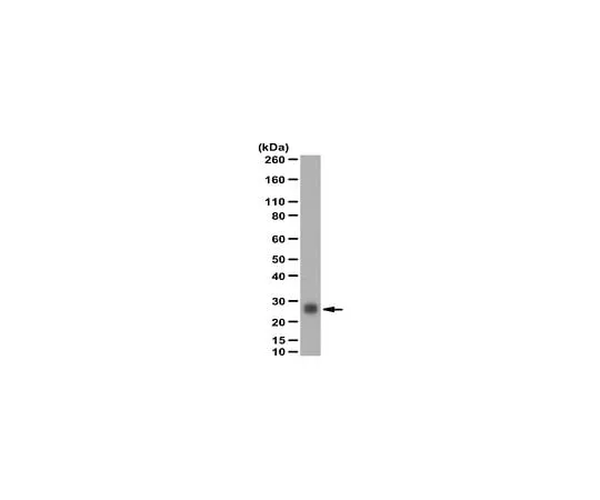 62-8471-96 Anti-GSTT1 Antibody ABS1653