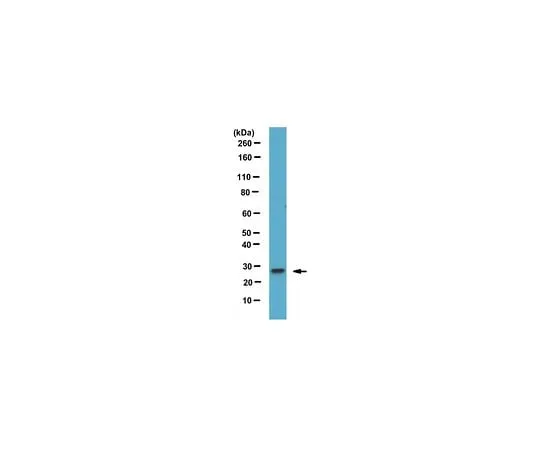 62-8471-35 Anti-Rab27B ABS1026