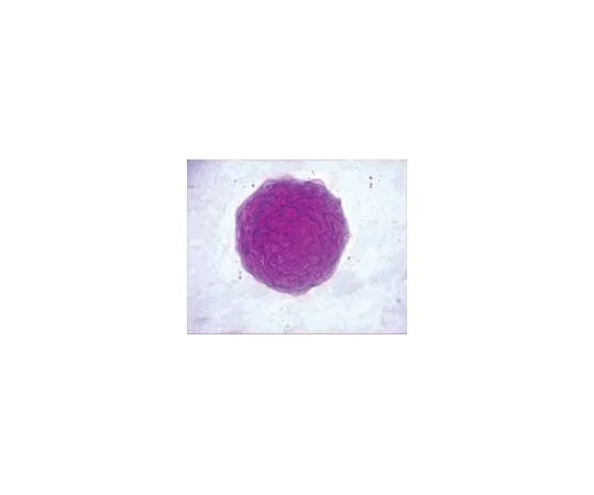 62-8488-15 Leukemia Inhibitory Factor, recombinant mo***; 50 μg LIF2050